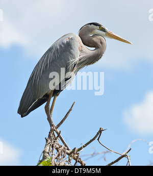 Great Blue Heron hocken auf Ästen gegen blauen Himmel Stockfoto