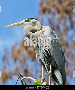 Great Blue Heron hocken auf Ästen gegen blauen Himmel Stockfoto