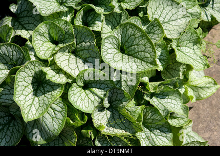 Brunnera Macrophylla 'Jack Frost' / sibirische Bugloss Stockfoto