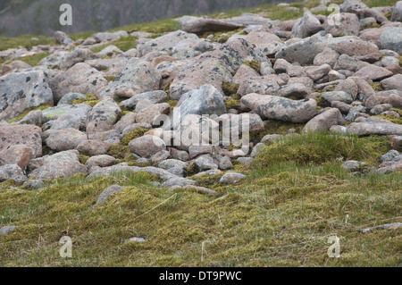 Eurasische Mornell (Charadrius Morinellus) erwachsenen männlichen stehen zwischen Felsen Aviemore Cairngorms Nationalpark Grampian Mountains Stockfoto