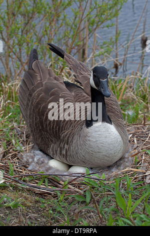 Kanadagans Branta Canadensis auf Nest, New York Stockfoto