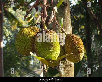 Jackfrucht Stockfoto