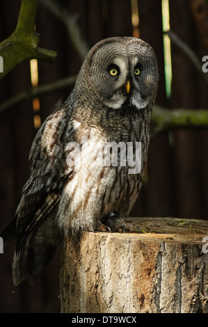 Porträt des großen grau-Eule (Strix Nebulosa) im Zoo, Plock, Polen Stockfoto