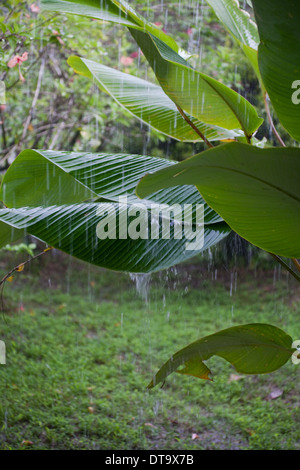 Tropenregen Regenguss mit Wasser schlagen und hüpfen aus Bananenblättern (Musa sp.) oder klingen. Savegre. Costa Rica. Stockfoto