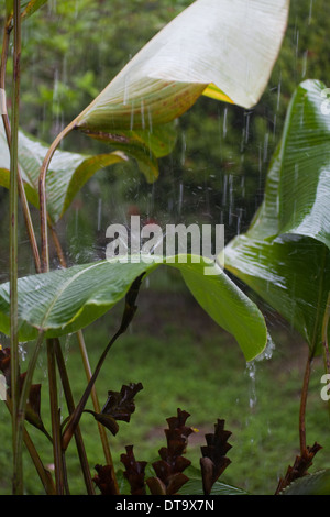 Tropenregen Regenguss mit Wasser schlagen und hüpfen aus Bananenblättern (Musa sp.) oder klingen. Savegre. Costa Rica. Stockfoto