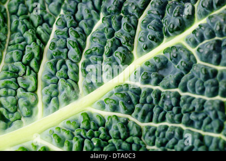 Kohl Blatt Textur Clouse, Natur Hintergrund Stockfoto