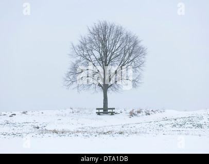 Lime Tree (Tilia spp.) und eine Holzbank auf einem schneebedeckten Feld, Bayern, Deutschland Stockfoto