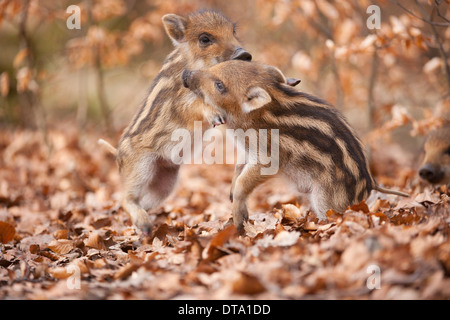 Wildschwein (Sus Scrofa), zwei Ferkel spielen kämpfen, in Gefangenschaft, Sachsen, Deutschland Stockfoto