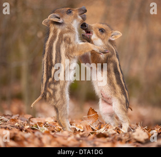 Wildschwein (Sus Scrofa), zwei Ferkel spielen kämpfen, in Gefangenschaft, Sachsen, Deutschland Stockfoto