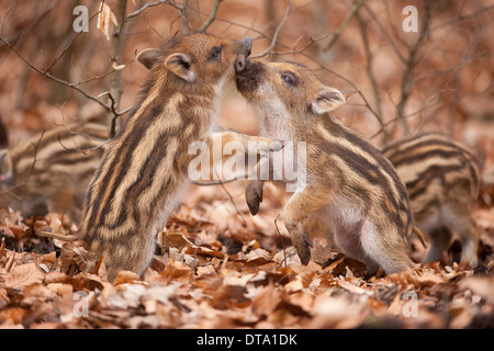 Wildschwein (Sus Scrofa), zwei Ferkel spielen kämpfen, in Gefangenschaft, Sachsen, Deutschland Stockfoto