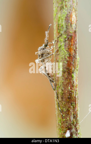 Mücke (Nematocera) mit Morgentau auf einem Stiel Stockfoto