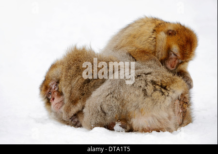 Berberaffe (Macaca Sylvanus), männliche und weibliche im Schnee, ursprünglich aus Marokko, Algerien und Gibraltar, in Gefangenschaft, Deutschland Stockfoto