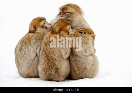 Berberaffe (Macaca Sylvanus), Weibchen mit jungen im Schnee, ursprünglich aus Marokko, Algerien und Gibraltar, in Gefangenschaft, Deutschland Stockfoto