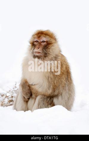 Berberaffe (Macaca Sylvanus), weibliche im Schnee, ursprünglich aus Marokko, Algerien und Gibraltar, in Gefangenschaft, Deutschland Stockfoto