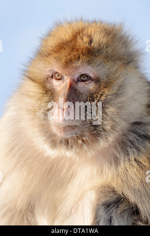 Berberaffe (Macaca Sylvanus), weibliche im Winter, ursprünglich aus Marokko, Algerien und Gibraltar, in Gefangenschaft, Deutschland Stockfoto