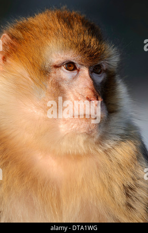 Berberaffe (Macaca Sylvanus), Porträt, ursprünglich aus Marokko, Algerien und Gibraltar, in Gefangenschaft, Deutschland Stockfoto