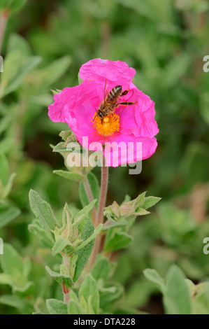 White-leaved Rock Rose (Cistus Albidus), Blumen- und Honigbiene (Apis Mellifera), Provence, Südfrankreich, Frankreich Stockfoto