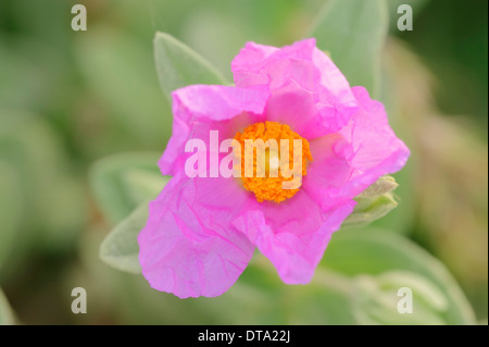 White-leaved Rock Rose (Cistus Albidus), Blumen- und Honigbiene (Apis Mellifera), Provence, Südfrankreich, Frankreich Stockfoto