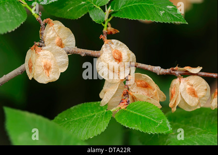 Europäische weiße Ulme oder flattern Ulmen (Ulmus Laevis), Zweig mit Früchten, Provence, Südfrankreich, Frankreich Stockfoto