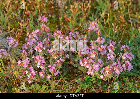 Gemeinsamen Thymian (Thymus Vulgaris), Frankreich, Provence, Südfrankreich Stockfoto