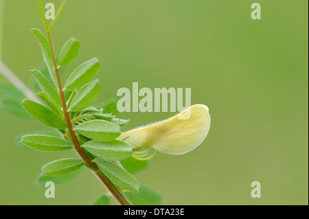 Behaarte gelbe Wicke (Vicia Hybrida), Blume, Provence, Südfrankreich, Frankreich Stockfoto