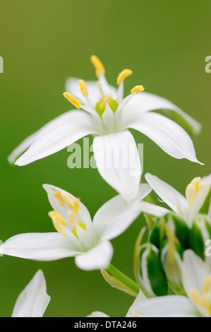 Star-of-Bethlehem (Ornithogalum Umbellatum), Blumen, Provence, Südfrankreich, Frankreich Stockfoto