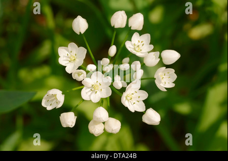 Neapel-Knoblauch (Allium Neapolitanum), Blumen, Provence, Südfrankreich, Frankreich Stockfoto