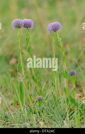 Gemeinsamen Trollblume (Globularia Trommler), Provence, Südfrankreich, Frankreich Stockfoto