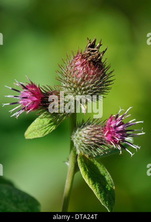 Geringerem Klette Blumen - Arctium minus Stockfoto