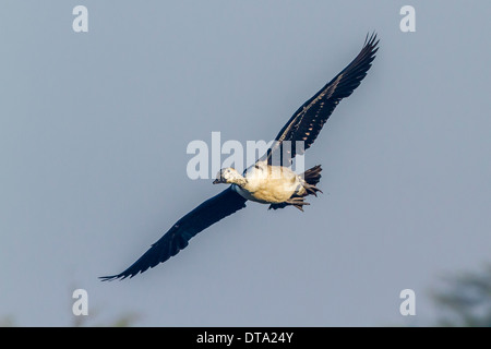 Knopf-billed Ente (Sarkidiornis Melanotos) im Flug, Keoladeo National Park, Rajasthan, Indien Stockfoto