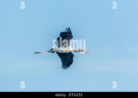 Junge malte Stork (Mycteria Leucocephala) im Flug, Keoladeo National Park, Rajasthan, Indien Stockfoto