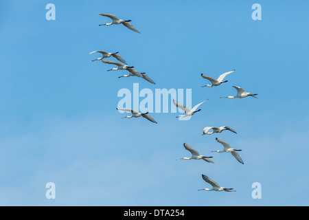 Gruppe der eurasischen Spoonbills(Platalea leucorodia) im Flug, Dholpur, Rajasthan, Indien Stockfoto