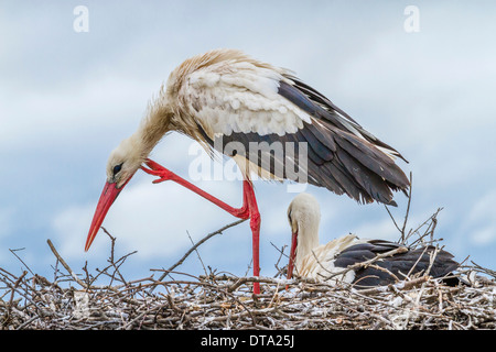 Weißstorch (Ciconia Ciconia), paar am Nest, Extremadura, Spanien Stockfoto