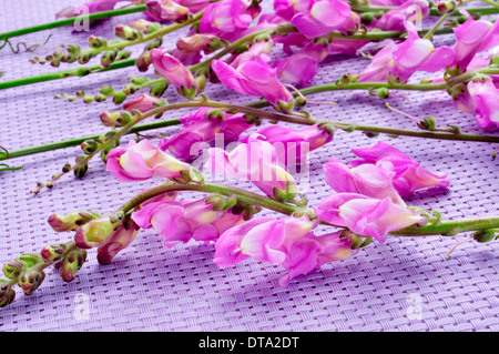 einige violette Snapdragon Blumen auf violettem Hintergrund Stockfoto
