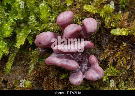Lila Jellydisc (Ascocoryne Sarcoides), Pilz, Fruchtkörper Stockfoto