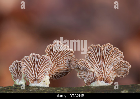 Gemeinsamen Spaltblättling oder Split Gill (Schizophyllum Commune), unten mit den gleichnamigen Split Kiemen, Hessen, Deutschland Stockfoto