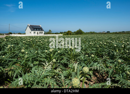 Artischocken (Cynara Cardunculus), eine Artischocke-Feld und ein Bauernhaus, Cleder, Bretagne, Frankreich Stockfoto