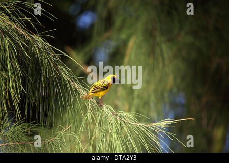 Ploceus Cucullatus Männchen auf einem Ast eines Baumes auf der Insel Mauritius Stockfoto