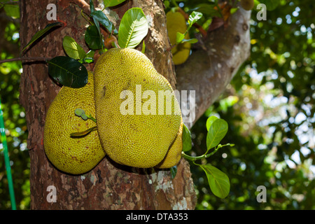 Streifenhyänen (Artocarpus Heterophyllus) wächst an einem auf Jackfruit Baum, Sri Lanka Stockfoto