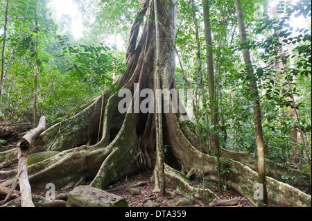 Weit reichenden Strebepfeiler Wurzeln unter einem Baldachin, Baumriesen, Dschungel, Regenwald, Khao Yai Nationalpark Stockfoto