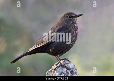 Amsel (Turdus Merula), Weiblich, Tirol, Österreich Stockfoto