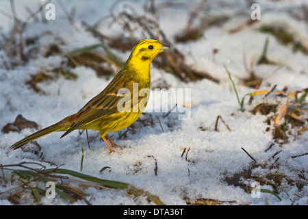Goldammer (Emberiza Citrinella) im Schnee, Tirol, Österreich Stockfoto