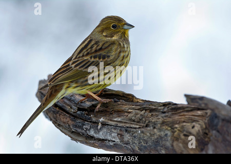 Goldammer (Emberiza Citrinella), Tirol, Österreich Stockfoto