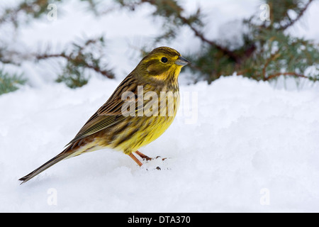 Goldammer (Emberiza Citrinella) im Schnee, Tirol, Österreich Stockfoto