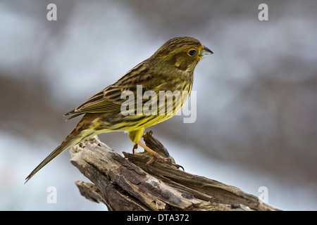 Goldammer (Emberiza Citrinella), Tirol, Österreich Stockfoto