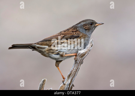 Heckenbraunelle (Prunella Modularis), Tirol, Österreich Stockfoto