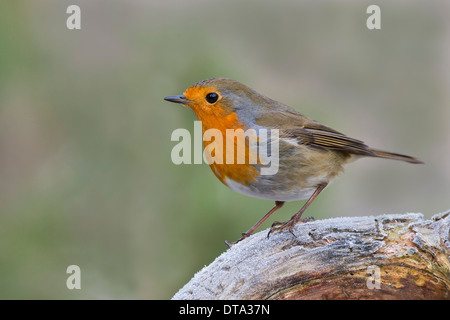 Rotkehlchen (Erithacus Rubecula), Tirol, Österreich Stockfoto