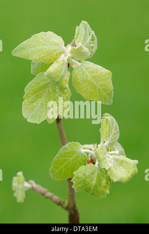 Grau-Pappel (Populus Canescens), junge Blätter, North Rhine-Westphalia, Deutschland Stockfoto