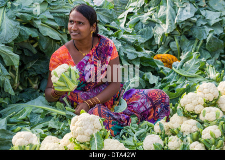 Eine Frau verkauft Blumenkohl am wöchentlichen Gemüsemarkt, Nasik, Maharashtra, Indien Stockfoto