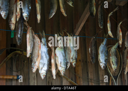 Fisch aufgehängt zum Trocknen, Vilusi, Estland, Baltikum Stockfoto